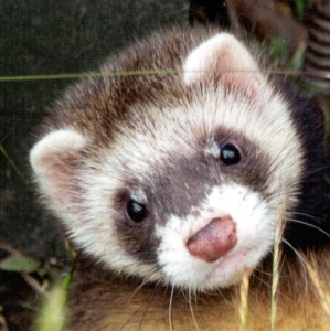 funny-ferret-cute-small-pets-wallpaper-pictures-07-1-.jpg